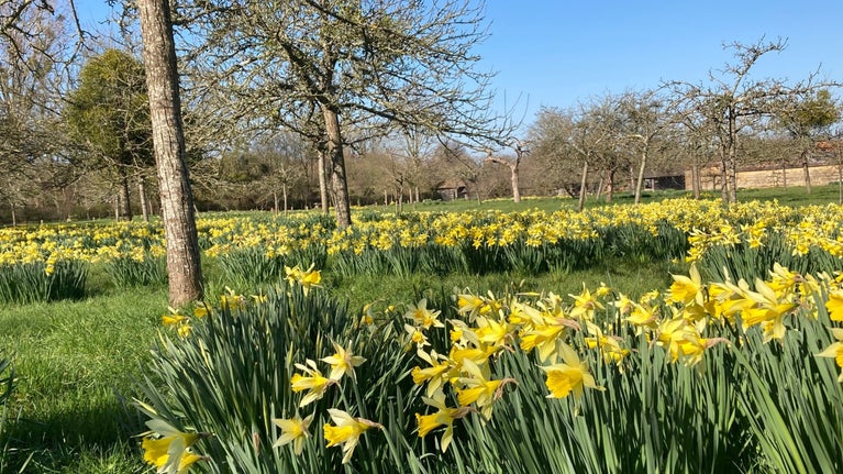 Daffodils flowering in the orchard at Barrington Court, Somerset